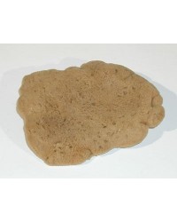 ELEFANTENOHR NATURSCHWAMM...