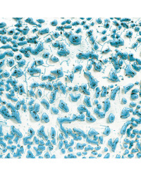 AMACO CR-22 SPECKLED TEAL...