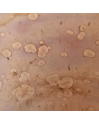 ROSE QUARTZ CRYSTALLINE...