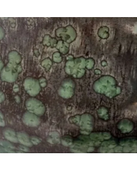 RHYOLITE CRYSTALLINE...